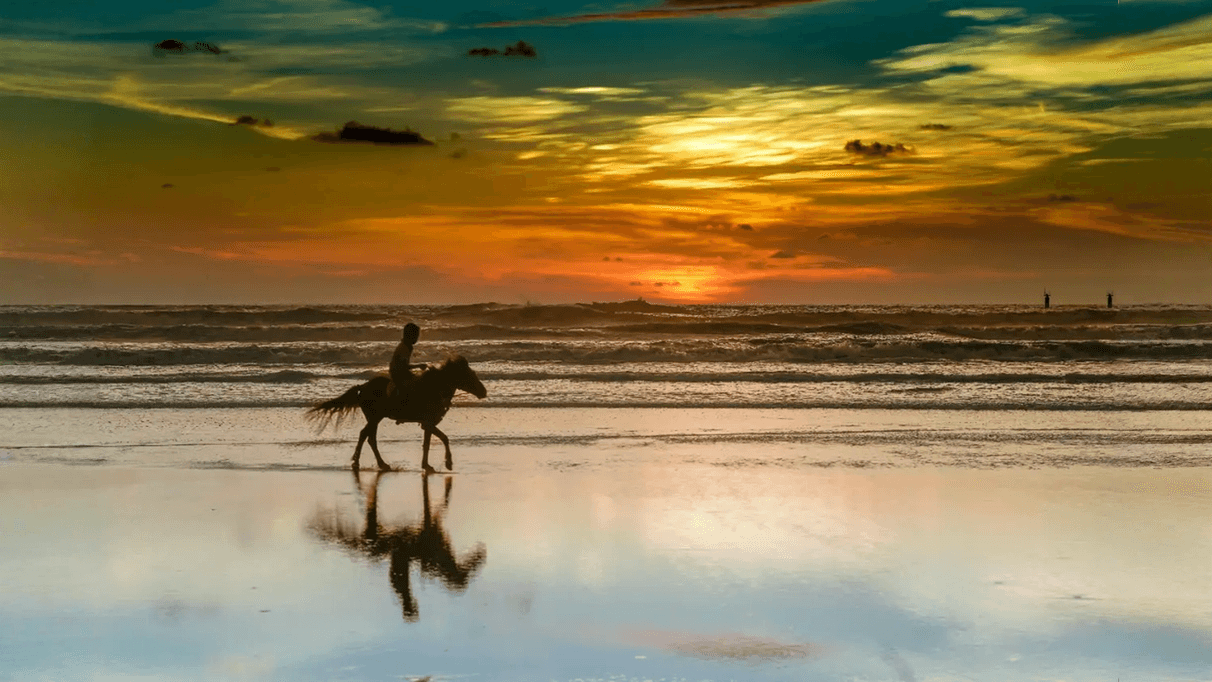 Horse photo after the background was extended to 16:9